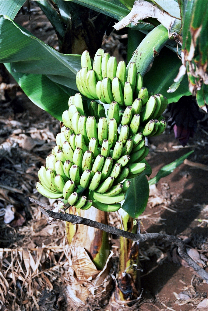 10 Bananova plantaz, Los Gigantes.jpg